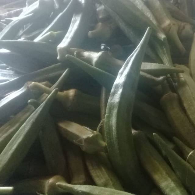 

OKRA (ORGANIK)