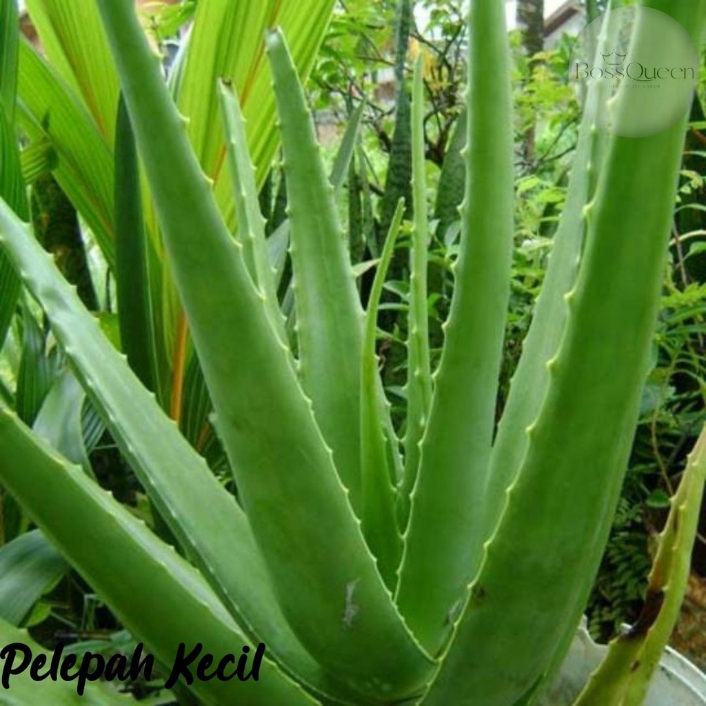 PELEPAH LIDAH BUAYA JUMBO / DAUN LIDAH BUAYA / BIBIT LIDAH BUAYA / MINUMAN LIDAH BUAYA / ALOE KUPAS 