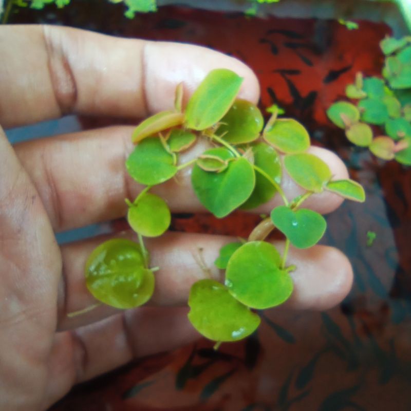 fluitan red phylantus tanaman air tanaman apung cupang guppy