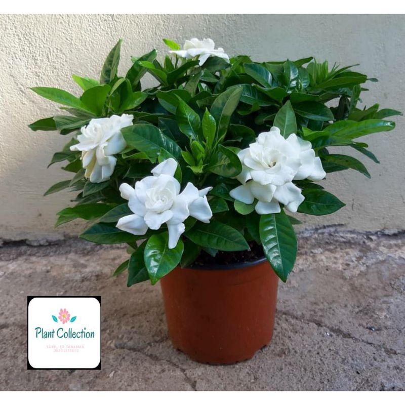 TANAMAN HIAS GARDENIA JASMINOIDES// KACA PIRING