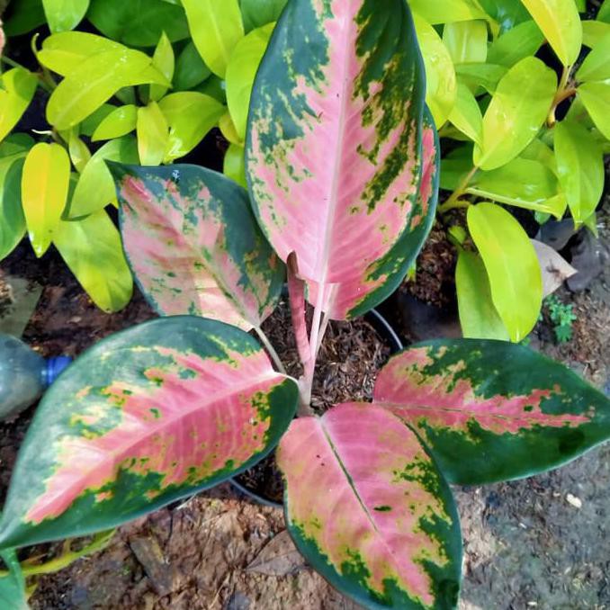 Tanaman Aglonema Kochin Paramruay