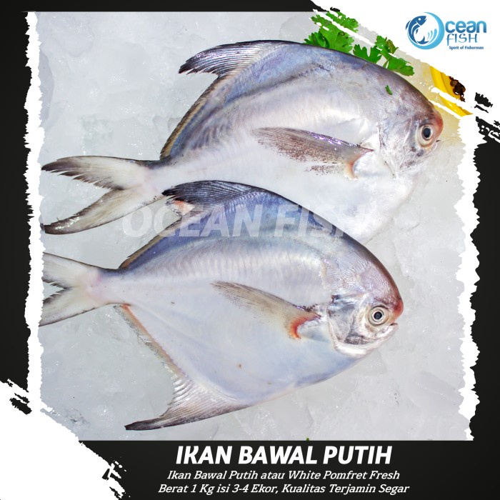 

Ikan Bawal Putih Segar - White Pomfret Fresh - Super Segar - Ikan Bawal Putih Fresh Bersih Higienis - Bawal Putih Premium Bersih isi Perut & Insang