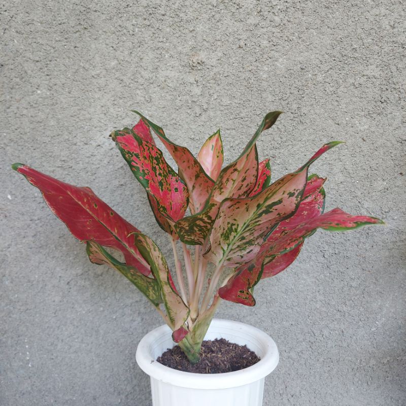 AGLONEMA KOCHIN CAMELEON