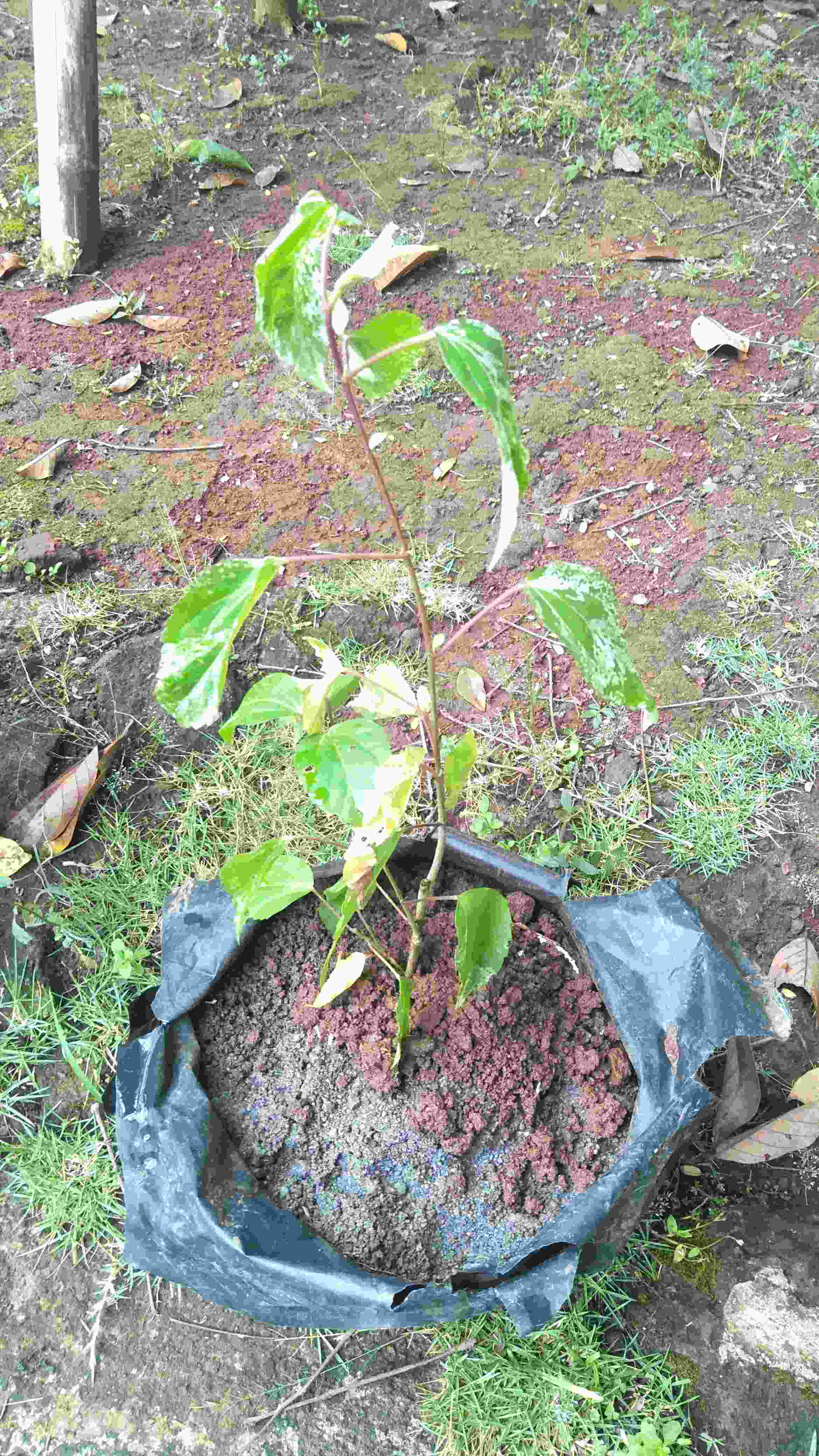 Tanaman Hias Kembang Sepatu / Bunga Hibiscus Rosa Merah (look Army Strip/ring White)