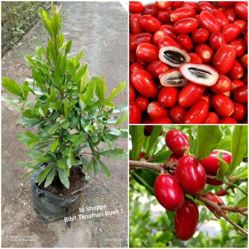 Bibit Miracle Fruit