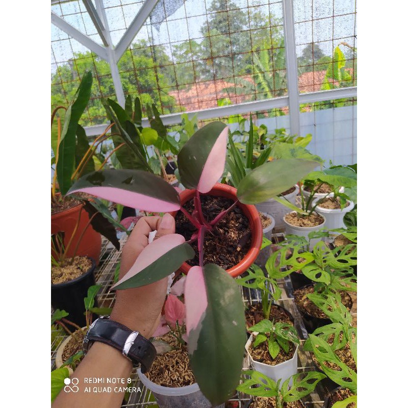 pink princes philodendron