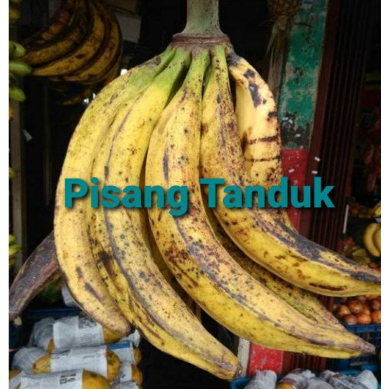 

Pisang Tanduk Jumbo 250gr - 450gr / Batang Pisang Tanduk Sukabumi