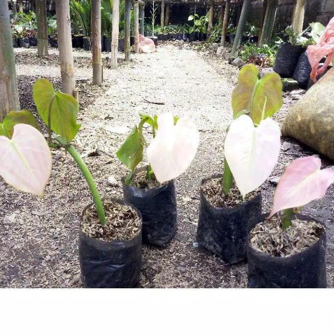 ■■■ tanaman hias philodendron mican pink