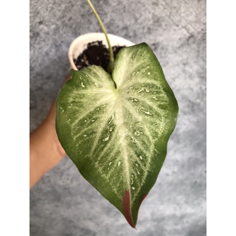 Caladium shycool