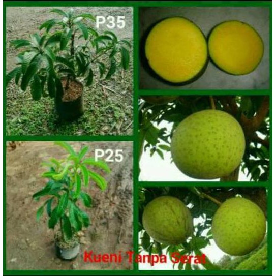 Kw+ Bibit Mangga Kweni/Kuweni/Pakel Unggul Kw+