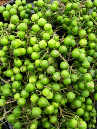 

Terlaris buah takokak 500 gr