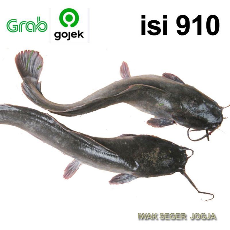 

Ikan LELE Segar isi 9-10 GOJEK GRAB Only