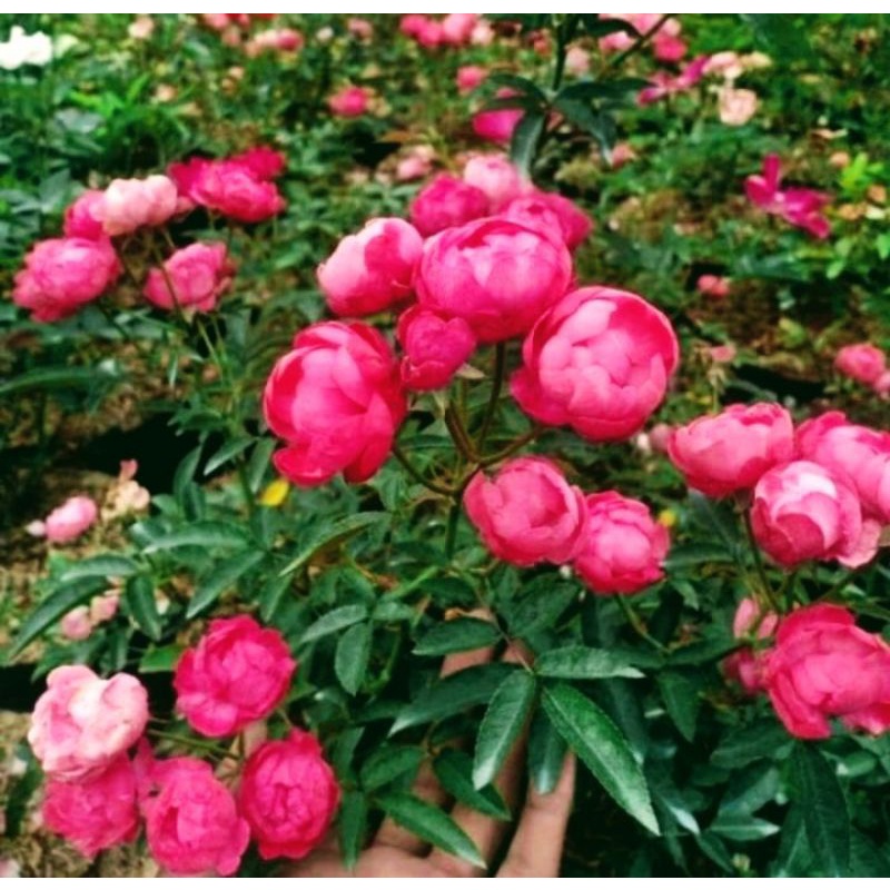 Bibit Bunga Mawar Rambat