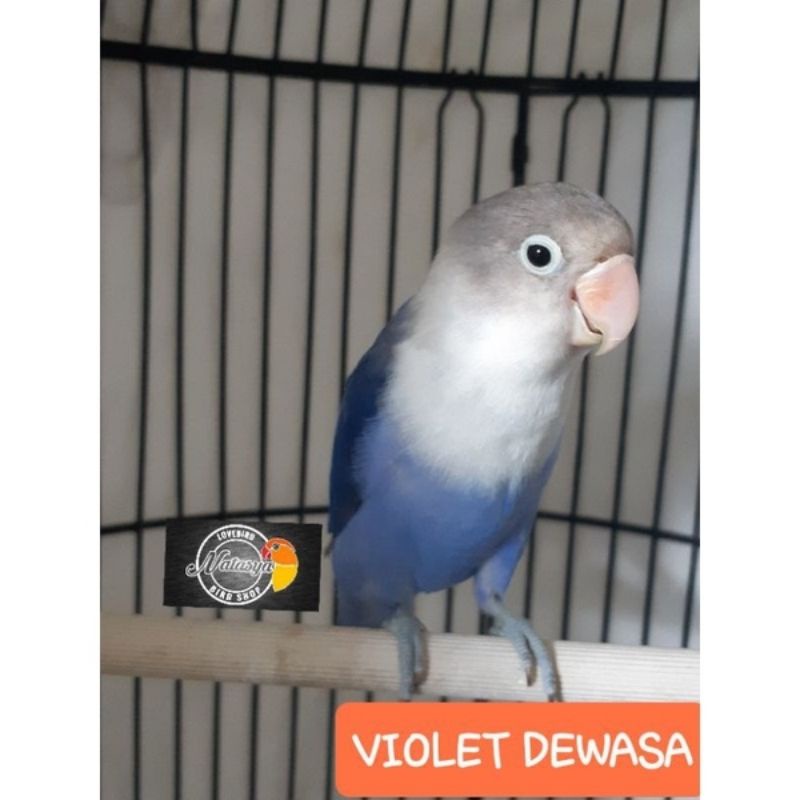 LOVEBIRD VIOLET