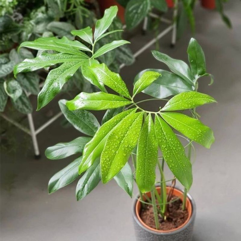 tanaman hias philodendron goeldii