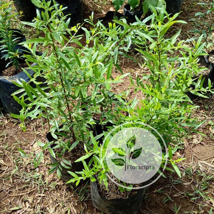 Pohon Delima Putih Bibit Delima Putih Bibit Buah Delima Putih