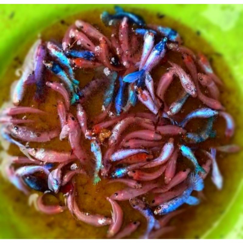 IKAN CUPANG ANAKAN KOI GALAXI,NEMO,MARBEL,FANCI, DLL