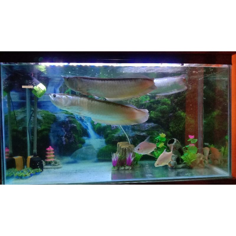 Ikan Arwana(BrazilSilver)Ukuran60-70CM