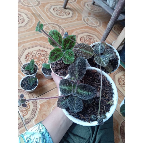 Paket Episcia Import 3.ID (emerald velvet bunga ungu , blue nile bunga ungu putih , sun gold bunga k