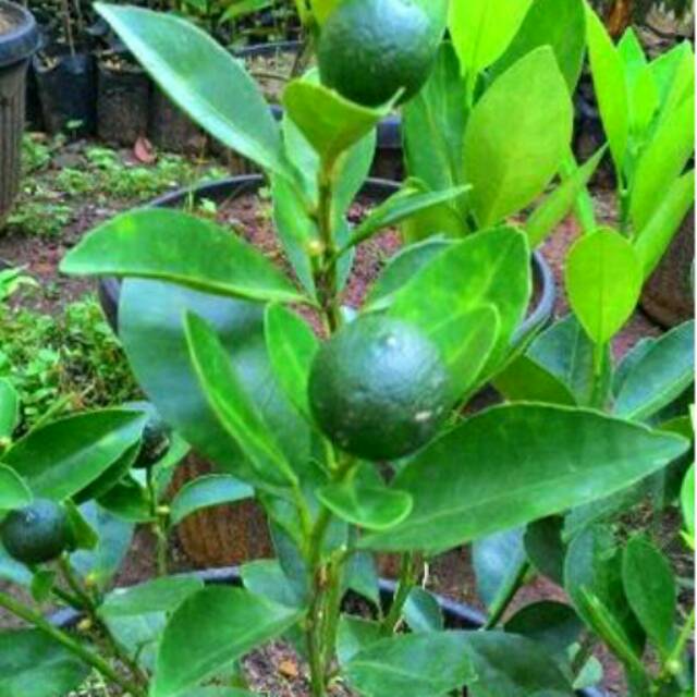 Bibit jeruk kunci BERBUAH