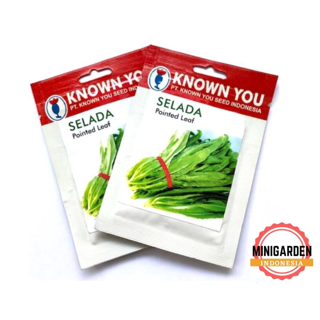 SELADA POINTED LEAF 5 GRAM PACK KECIL benih biji Selada Siomak selada wangi lettuce Known You Seed