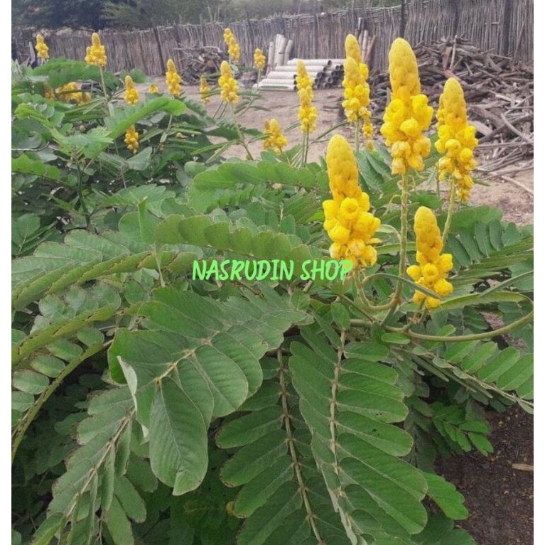 DAUN KETEPENG 1KG SEGAR | SENNA ALATA | DAUN KASKADO | KETEPENG CINA | DAUN KUPANG | KI MANILA | KUP