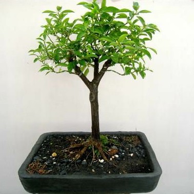 Benih JERUK BONSAI - Biji Buah