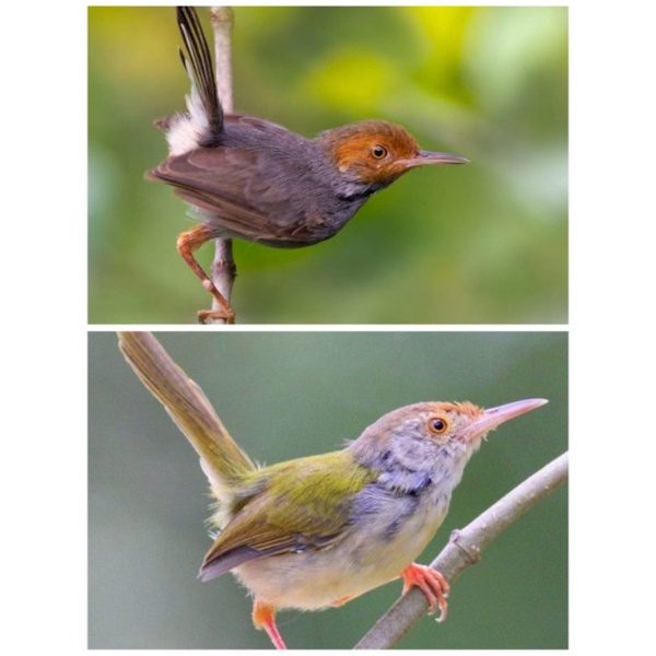 prenjak atas satuan/ sepasang