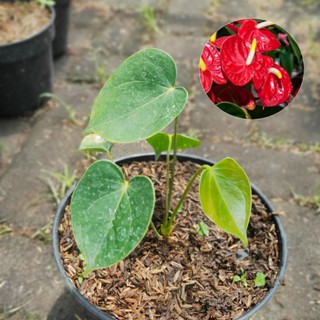 Anthurium merupakan salah satu komoditas tanaman hias dari famili araceae