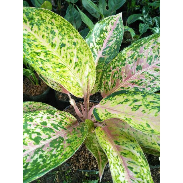 Tanaman hias aglaonema big roy - Tanaman aglonema bigroy lulaiwan