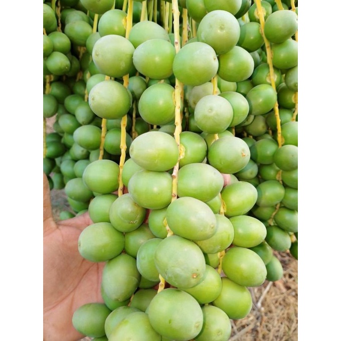 

TERMURAH Kurma Muda Hijau Mengkel 250 Gram/KURMA 1KG/KURMA BARARI/KURMA RUTHOB/KURMA BAM/KURMA PALM FRUIT/KURMA TANGKAI/KURMA AZWA/KURMA SUKKARI/KURMA SAFAWI/KURMA TUNISIA/KURMA MUDA KUNING/KURMA MUDA HIJAU/KURMA MEDJOL/KURMA MADINAH SUPER