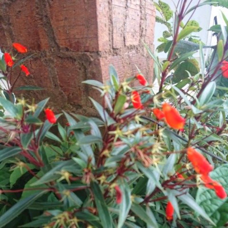 KEBUN.MUKLIS - Tanaman Bunga Kantong Semar Merah Gloxinia Sylvatica