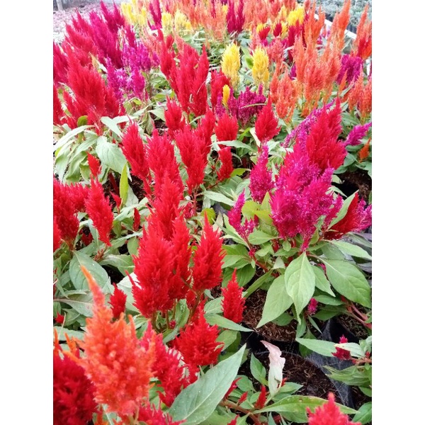 bunga celosia /jengger ayam