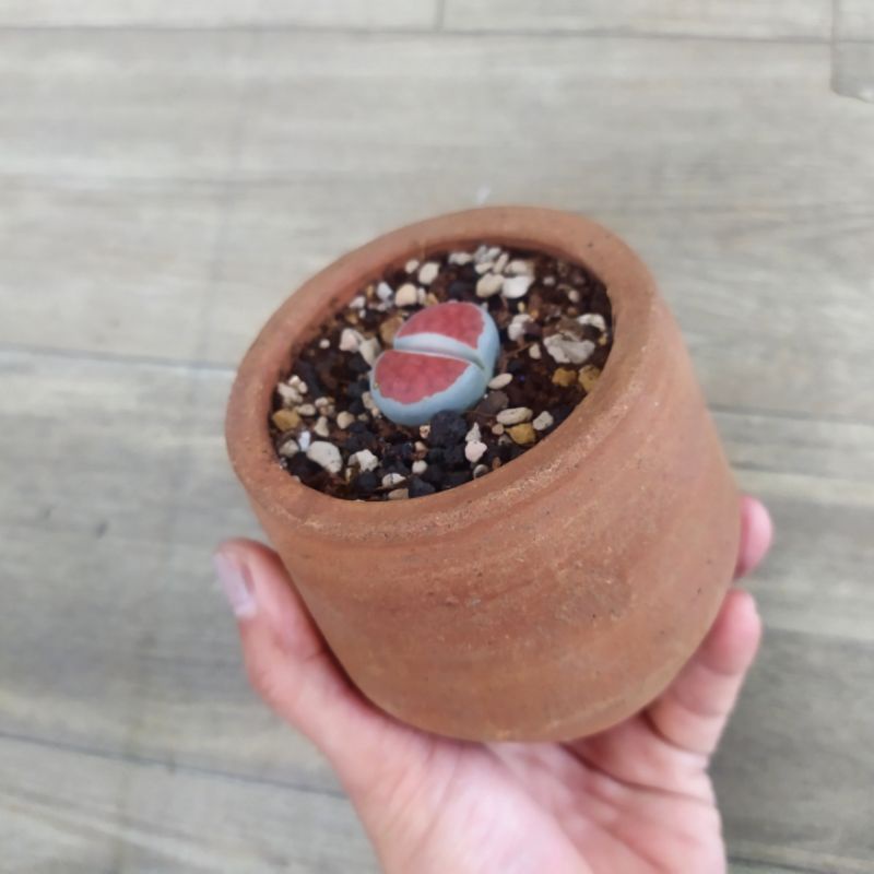 REAL PICTURE LITHOPS JUMBO termasuk pot terracotta tanah liat dan media tanam