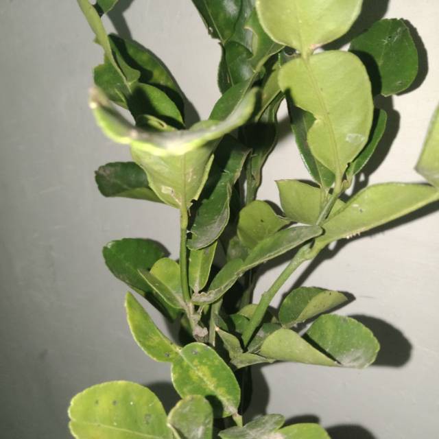 

Bibit jeruk purut okulasi murah meriah habisin stok