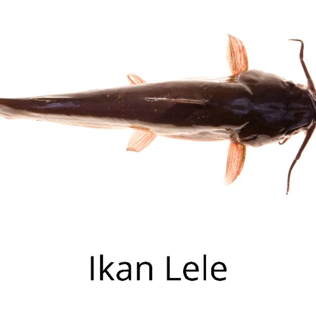 

Ikan Lele