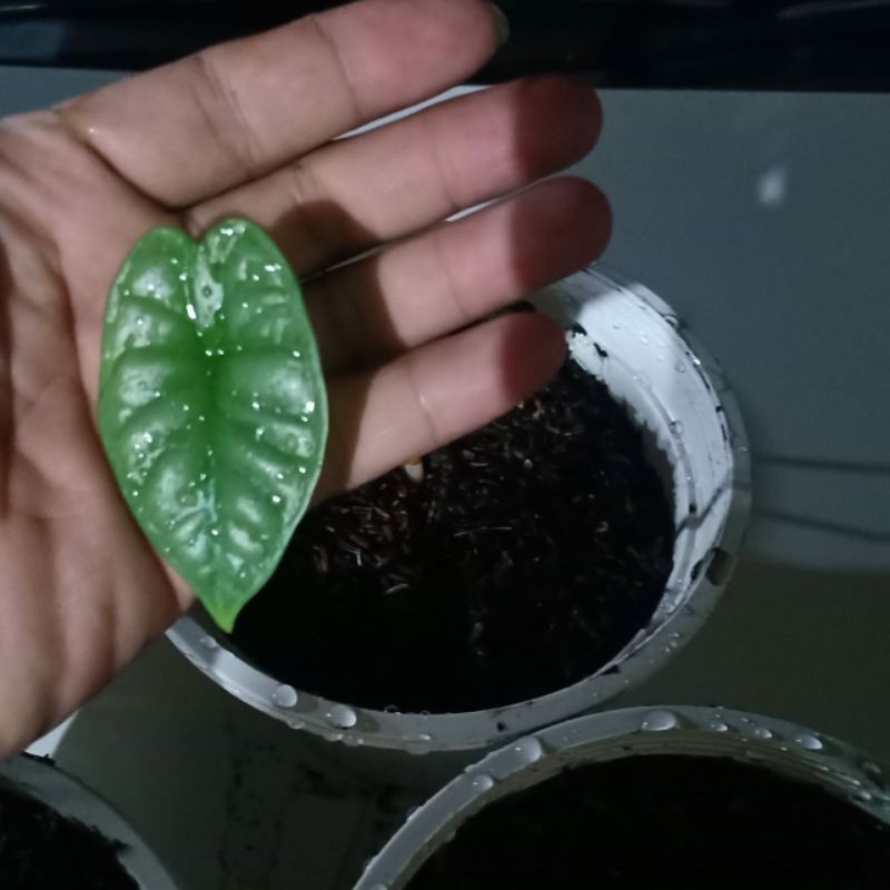 dragon silver kalimantan