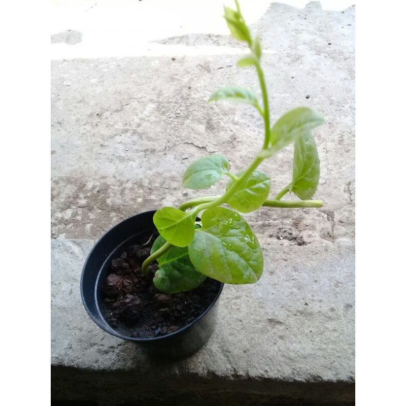 Bayam Malabar , Tanaman Angkung ,bibit tanaman angkung