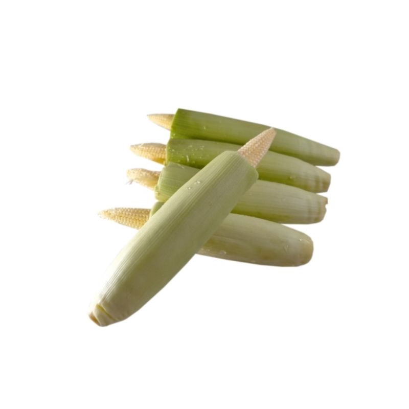 

Jagung Muda Segar / Putren