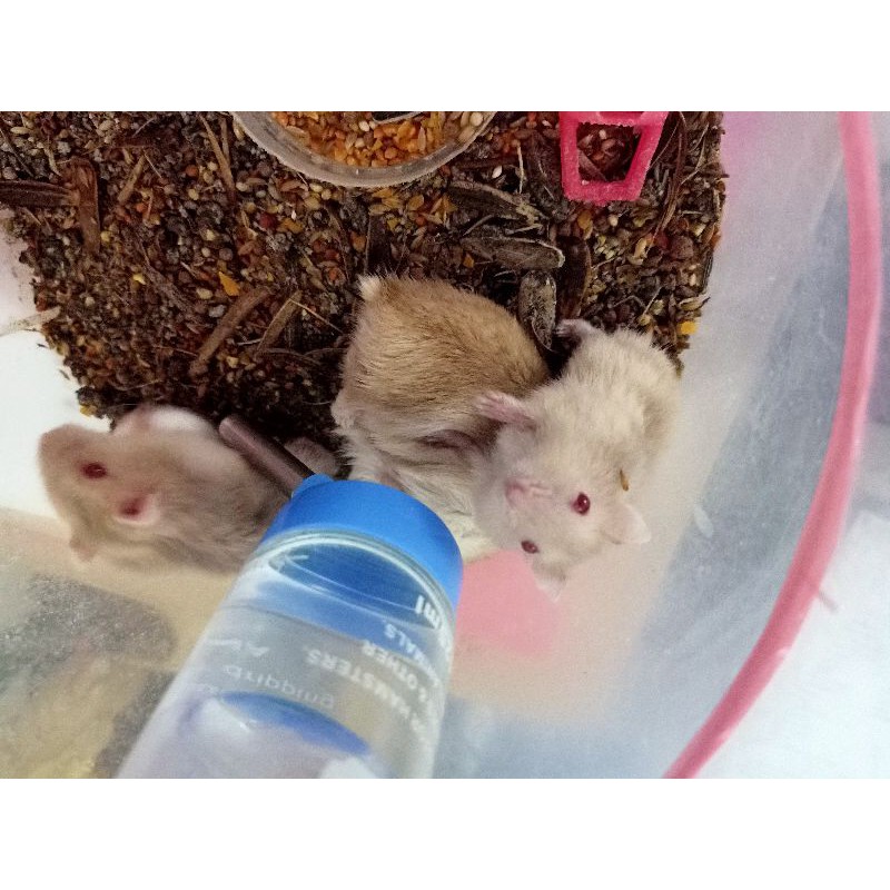 HAMSTER Winter White Mata Merah