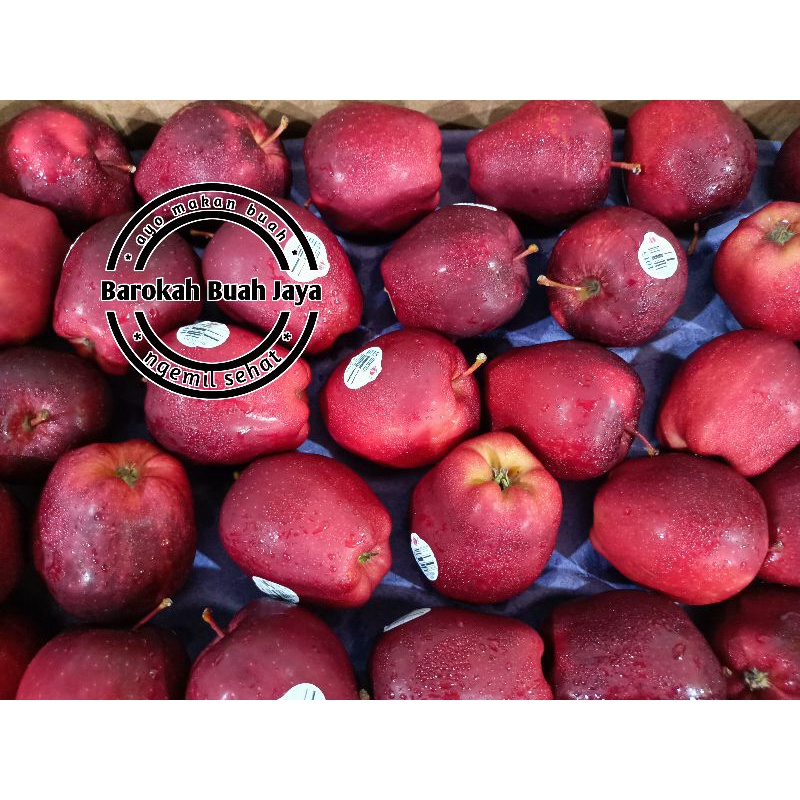 

APEL MERAH 1 KG