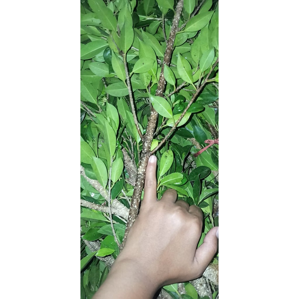 Cangkok kimeng besar jari kelingking full pucuk /KG