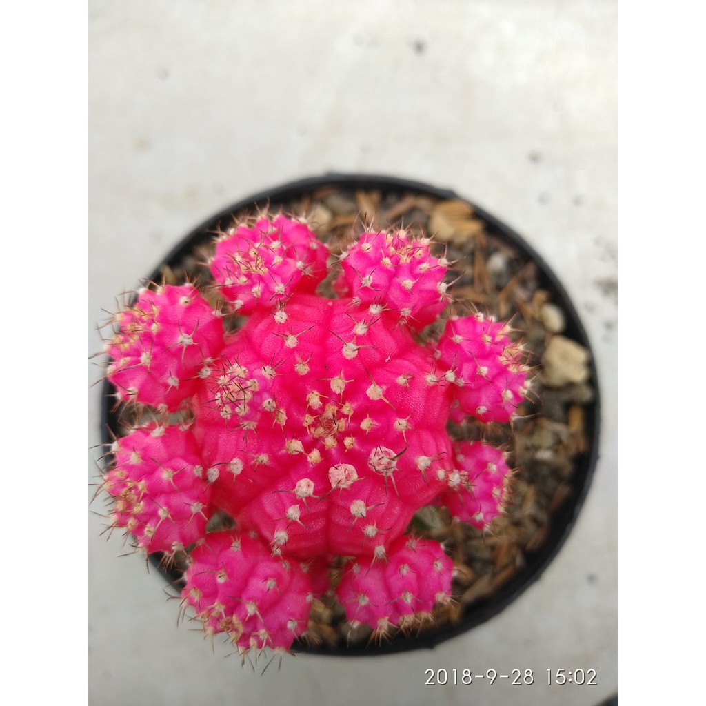 gymnocalycium mihanovichii-pink