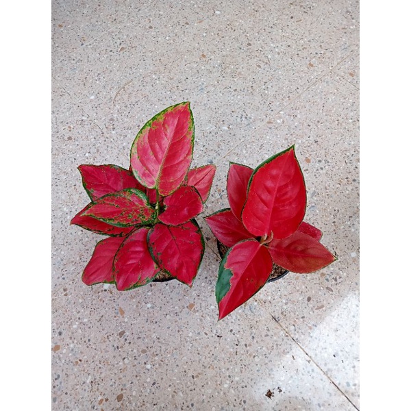 aglonema paket super red Anja maroon &amp; suksom spesial