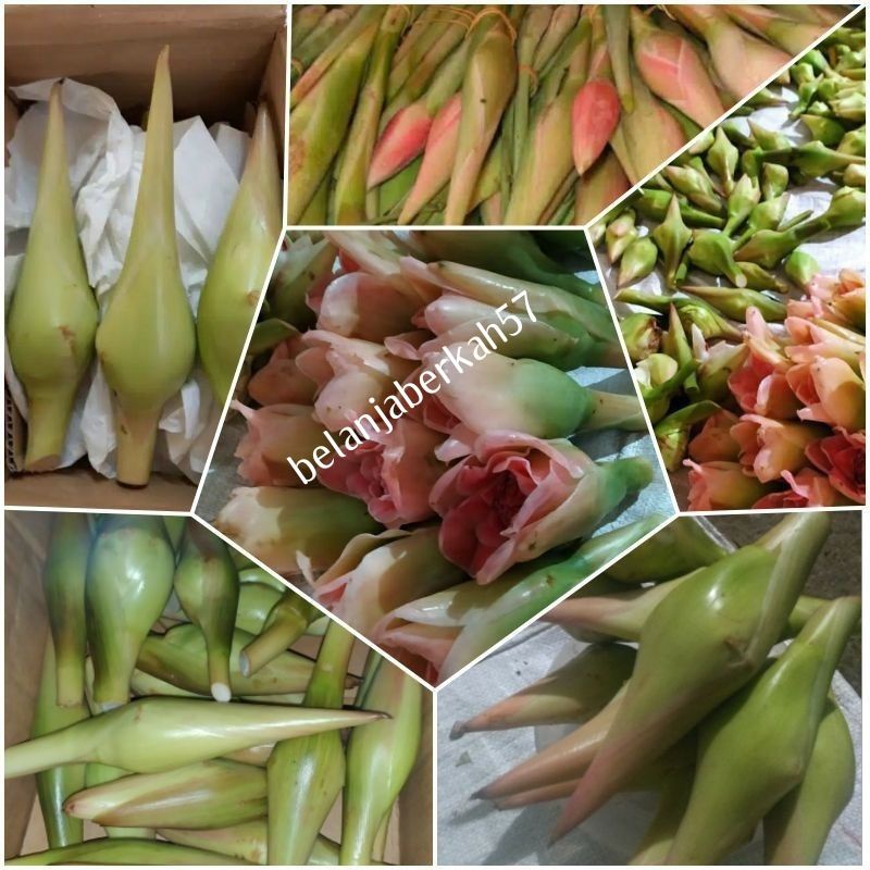 

SUPER KECOMBRANG/ 1 KG seribu manfaat pilih yang 1 ini