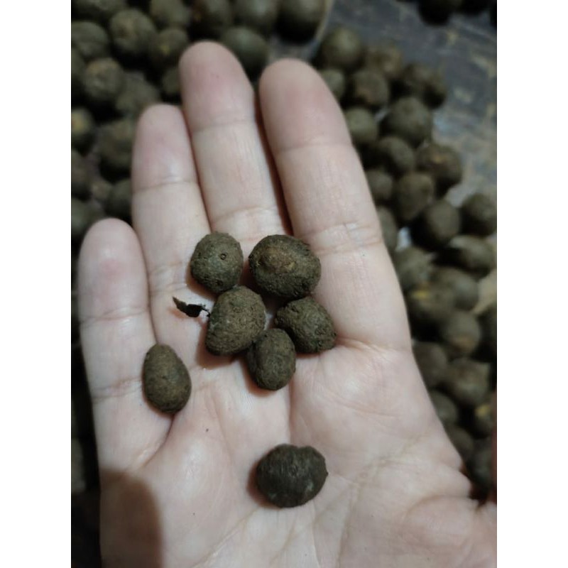 

Bibit Porang katak super mini harga per pcs
