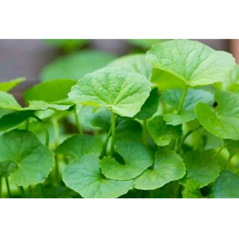 

daun pegagan segar per 500gram