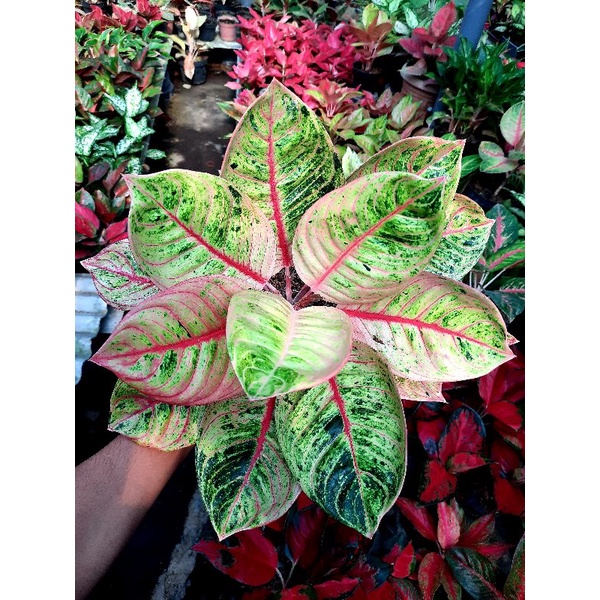 Tanaman hias aglonema Reanita Bunga hias aglonema aglaonema Reanita murah bibit BUKAN BONGGOL