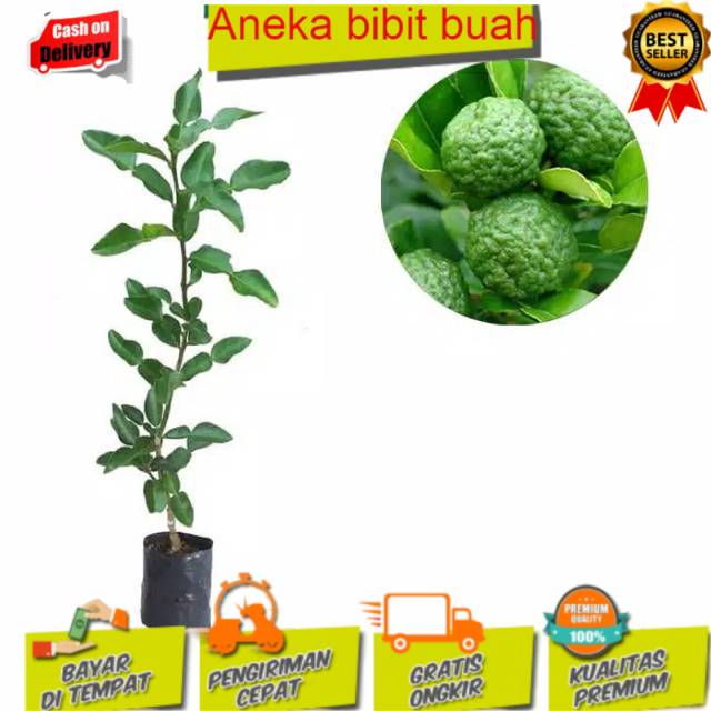 

1 paket isi 5 jeruk purut bumbu