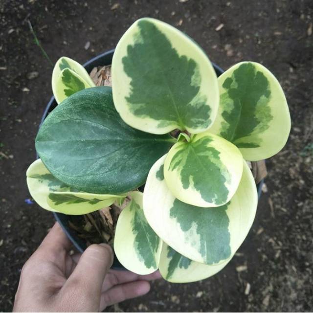 Peperomia obtutusifolia varigata / PEPEROMIA VARIGATA / Teplan varigata
